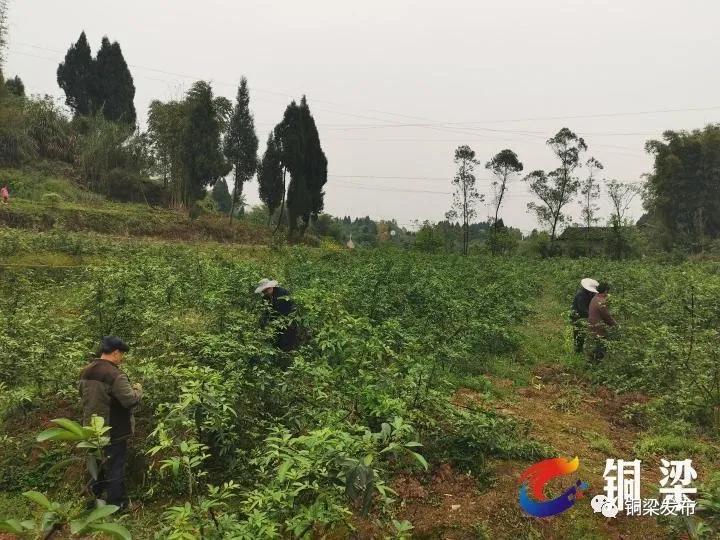 探索花椒最新版本下载，功能升级与用户体验的新飞跃